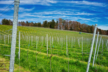 Fototapeta premium Rows of vines in spring near Lake Constance
