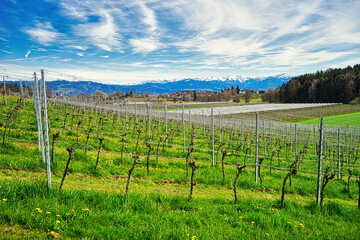 Rows of vines in spring against the backdrop of the snow-capped Alps