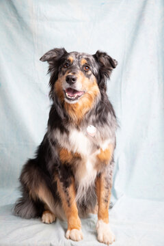 australian shepherd on blue canvas