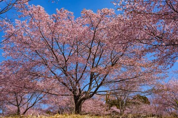 Naklejka premium 長湯温泉の大漁桜