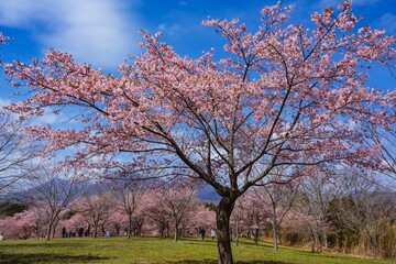 Fototapeta premium 長湯温泉の大漁桜