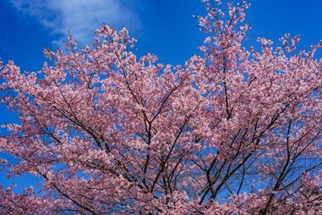 長湯温泉の大漁桜