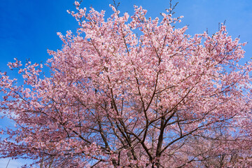 長湯温泉の大漁桜