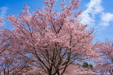 Fototapeta premium 長湯温泉の大漁桜