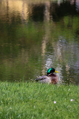 Duck resting in the grass with water in the background 