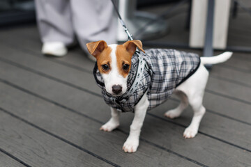 Woman walking Jack Russell Terrier dog, dressed in suit for dog. Stylish dog in walking.