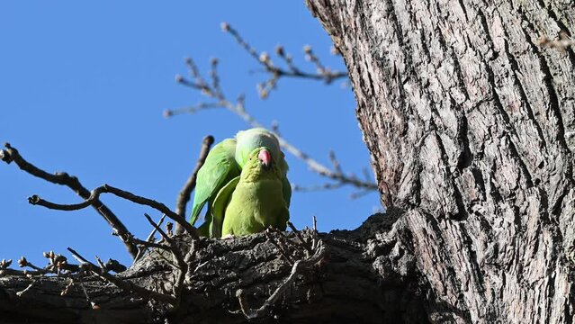 Rose Ring Necked parakeets in love