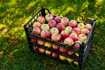Harvest of fresh organic red apples in the black boxes