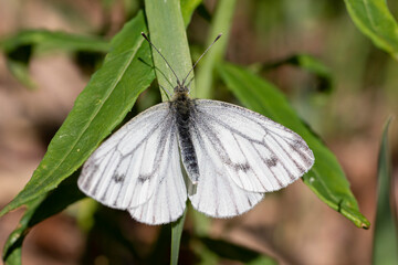 butterfly on a leaf