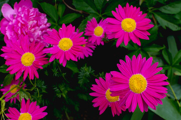beautiful pink flower pyretrum roseum robinson rose - obrazy, fototapety, plakaty