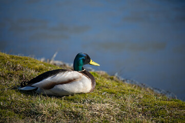 Obraz premium Male Mallard duck on the bank of pond