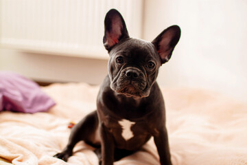 Black french bulldog sitting on couch at home.