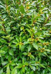 Laurus nobilis, branch with leaves, herb or spice