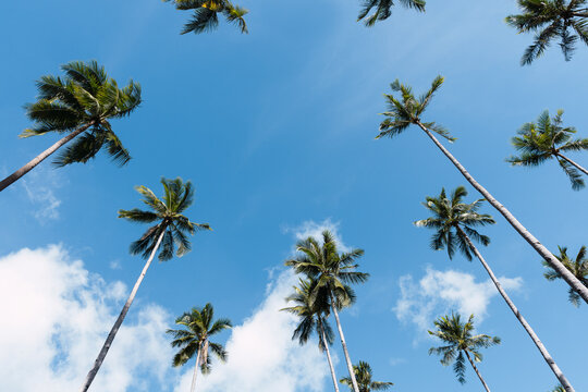 Tall tropical palm trees under blue sky - Powered by Adobe