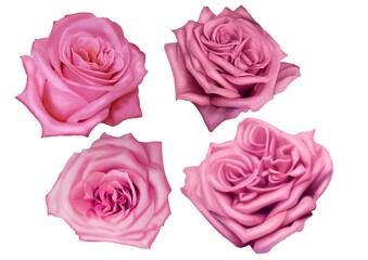 Watercolor pink roses. delicate realistic roses. Set of illustrations