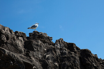 Seagull sitting on a cliff, sunny day, blue sky