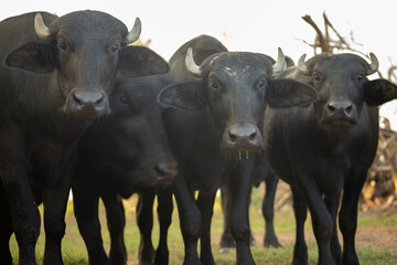 Búfalos Pantanal 