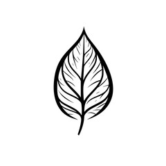 Leaf vector illustration isolated on transparent background