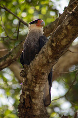 Gavião Carcará, Brasil