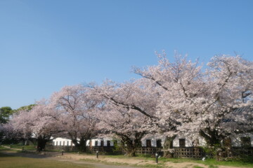 cherry blossom trees