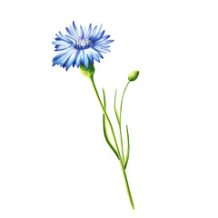 Watercolor blue cornflowers illustration isolated on white background. Detail of beauty products and botany set, cosmetology and medicine. For designers, spa decoration, postcards, wrapping paper