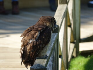 Chouette leptogramme