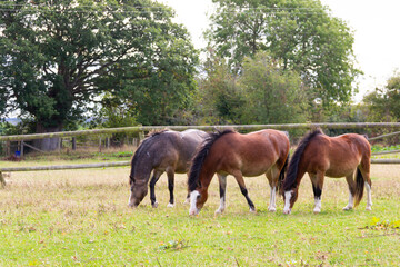 Threes company, ponies horses  grazing together in field on a summers day in rural Shropshire UK.