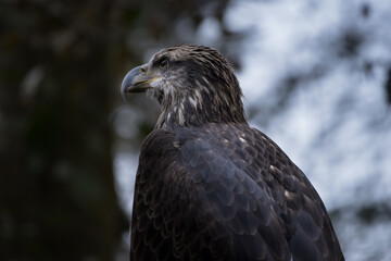Young Bald Eagle