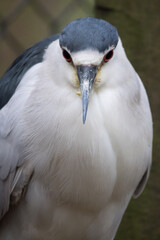 White bird with blue cap on head