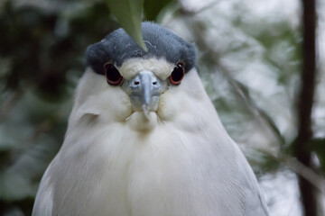 White bird with blue cap on head