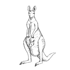 Vector hand-drawn illustration of a kangaroo with a kangaroo cub isolated on white.