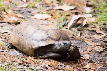 Turtle with three legs scooting on the ground
