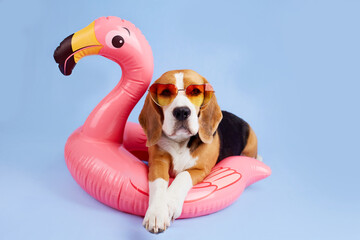 A beagle dog wearing sunglasses lies on an inflatable pink flamingo on a blue isolated background....