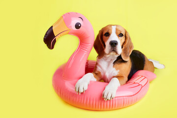 A beagle dog on an Inflatable pink flamingo on a yellow background. Summer holidays. 