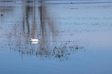 Ducks swimming in a pond