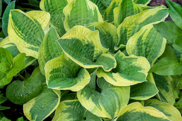Fototapeta premium close up of a plant