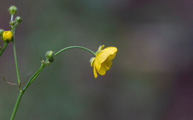 yellow flower in the morning