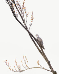 Cuckoo with yellow eyes on a branch with yellow flowers in minimalist scenery 