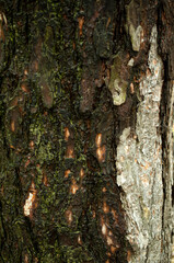 A simultaneously wet and dry bark on the same tree