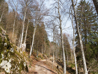 Rund um den Nonnenmattweiher. Durrsbergweg zwischen Fichten und grüne Weiden führt zum oberer Rosswaldweg und Kreuzweg