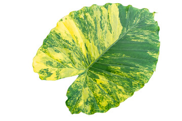 Close up Alocasia macrorrhizos or Giant Taro or giant alocasia is a species of flowering Tropical plant in the arum family, yellow and green leaf, isolated on transparent background, PNG File