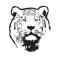 tiger, vector illustration 