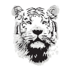 tiger, vector illustration 