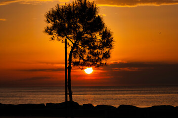 Fototapeta na wymiar Tree against the backdrop of sunset
