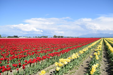 Tulip fields in Washington, USA