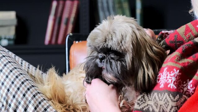 Adorable shih tzu enjoys careness and love from people against dark wooden bookshelf in library. Brown dog sits on owner hands caressing lovely pet