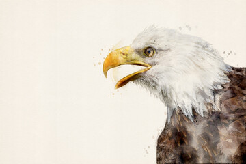 Bald eagle. Portrait of an eagle. American sea eagle. Bird of prey, isolated with copy space. Aquarelle, watercolor illustration.