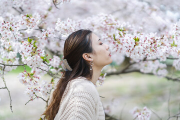 Fototapeta premium 桜の花と女性