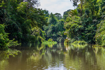 A view of reflections down a tributary of the Tortuguero River in Costa Rica during the dry season