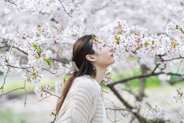 Fototapeta premium 桜の花と女性
